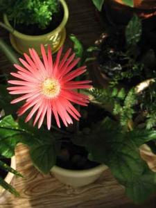 gerbera.jpg