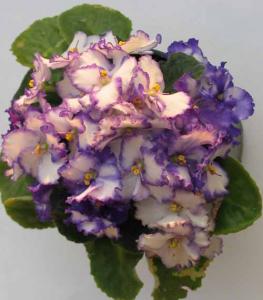 violet-s.jpg