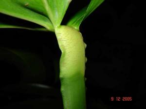 Monstera_007_M.JPG