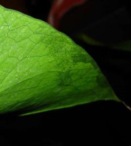 monstera_019.jpg