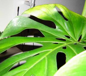 monstera_017.jpg