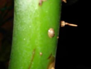 monstera_021.jpg