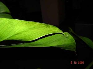 Monstera_003_M.JPG