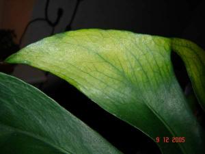 Monstera_014_M.JPG