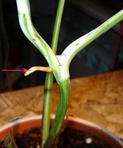 Musja_Monstera2.jpg