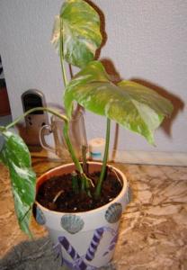 Musja_Monstera3.jpg