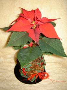 Musja_gifts014.jpg