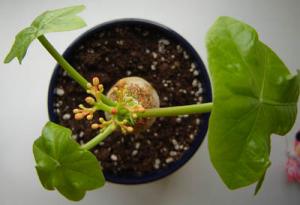 Musja_Jatropha002.jpg