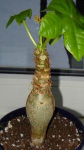 Musja_Jatropha003.jpg