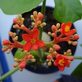 Musja_Jatropha07.jpg