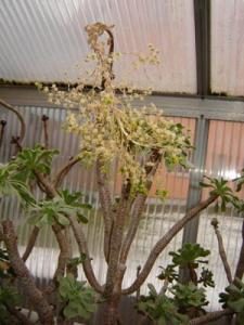 Musja_aeonium.jpg