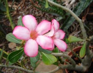 Musja_adenium.jpg