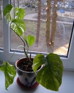 Musja_Monstera_Variegata.jpg