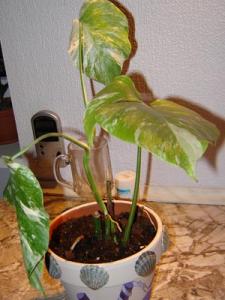 Musja_Monstera_Variegata007.jpg