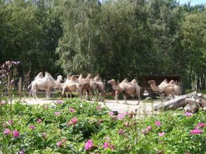Musja_Zoo001.jpg