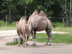 Musja_Zoo004.jpg