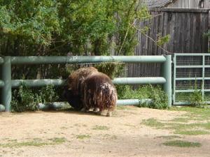 Musja_Zoo002a.jpg