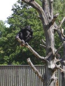 Musja_Zoo008.jpg