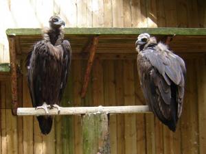 Musja_Zoo010a.jpg