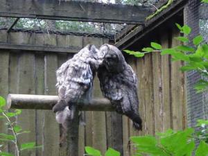 Musja_Zoo010e.jpg
