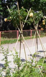 Musja_Zoo023.jpg