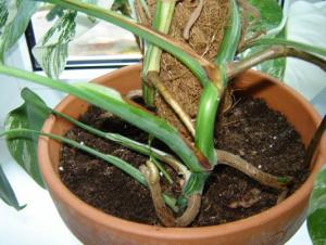 Musja_Monstera_variegata113.jpg
