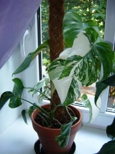 Musja_Monstera_variegata112.jpg