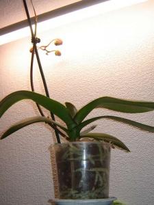 Musja_phalenopsis09.jpg