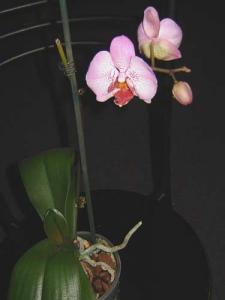 Musja_phalenopsis12.jpg