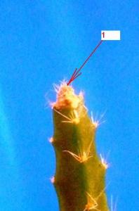 DSCF55.jpg