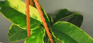sova_8769-medium.jpg