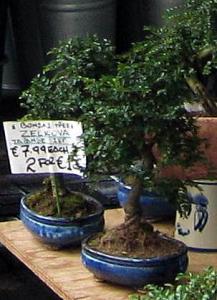 Fialkina_IMG_1694.JPG