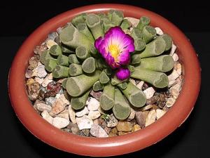 Lena_frithia_flowers.jpg