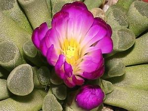 Lena_frithia_flowers_big.jpg