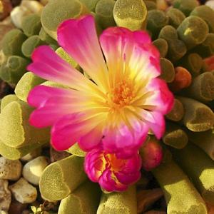 Lena_frithia_fls.jpg