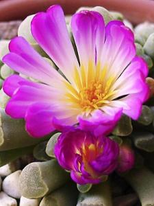 Lena_frithia_fls_1.jpg