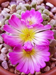 Frithia-pulchra_flower_7.jpg