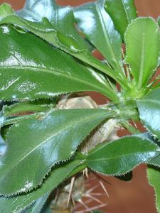 Lena_250207_pach_03_2.jpg
