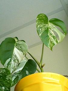 Monstera_var_Lena.jpg
