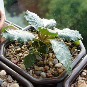 Dorstenia_Lena.jpg