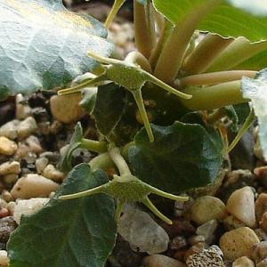Dorstenia_Lena_01.jpg