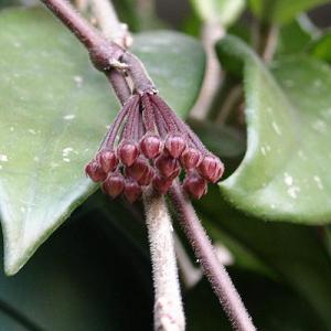 Hoya_carnosa_Lena.jpg