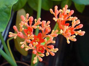 Yatropha_flowers_Lena.jpg
