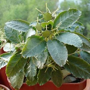 Lena_dorstenia_foetida_1708.jpg