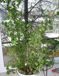 tata_ficus12.jpg