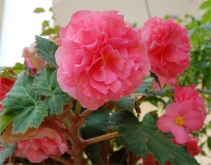 tata_p75.jpg