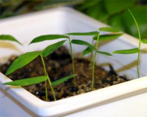 vest-bambusa-ventricosa.jpg