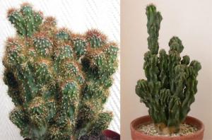 cereus_monstrosus_lu.jpg