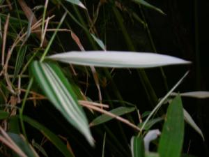 LUDSCN9800.jpg