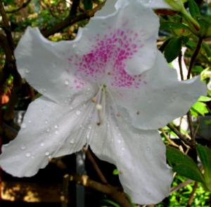 LUDSCN9891.jpg